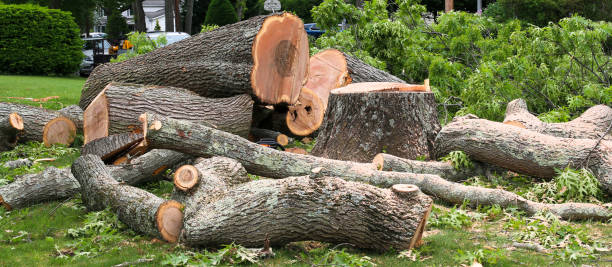 How Our Tree Care Process Works  in  Tinley Park, IL