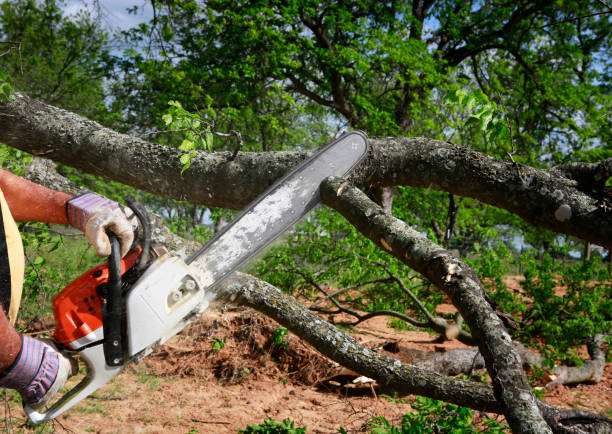 Reliable Tinley Park, IL Tree Services Solutions